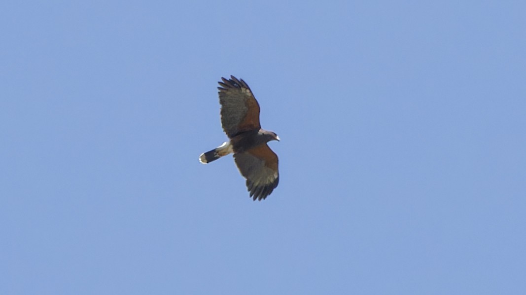 Harris's Hawk - Bob Scheidt