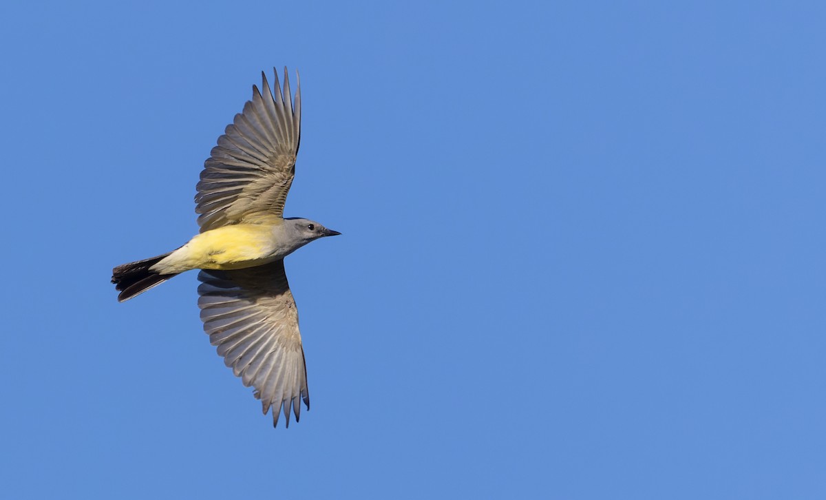 Western Kingbird - Ian Davies