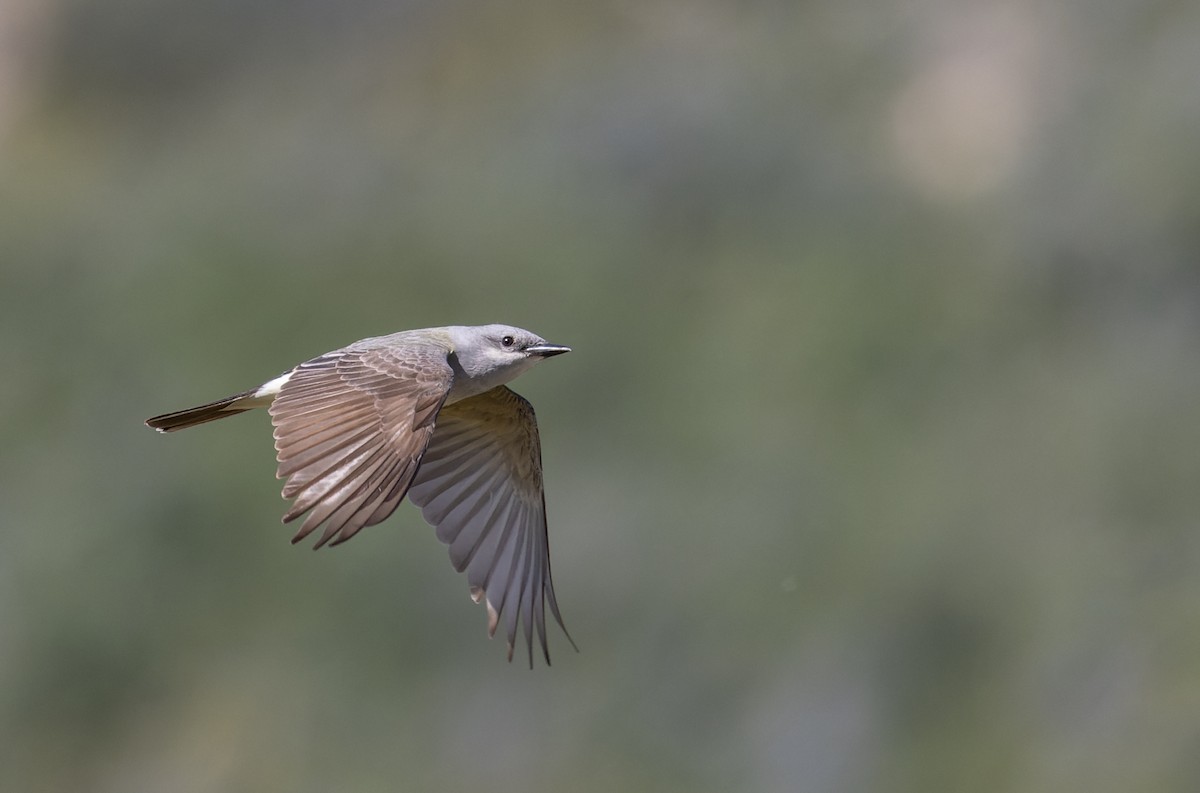 Western Kingbird - ML618146407