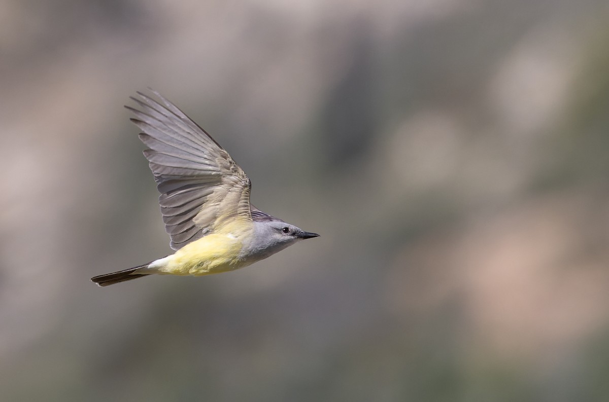 Western Kingbird - Ian Davies