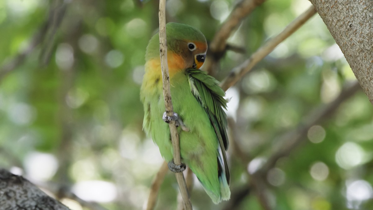 Rosy-faced Lovebird - Bob Scheidt