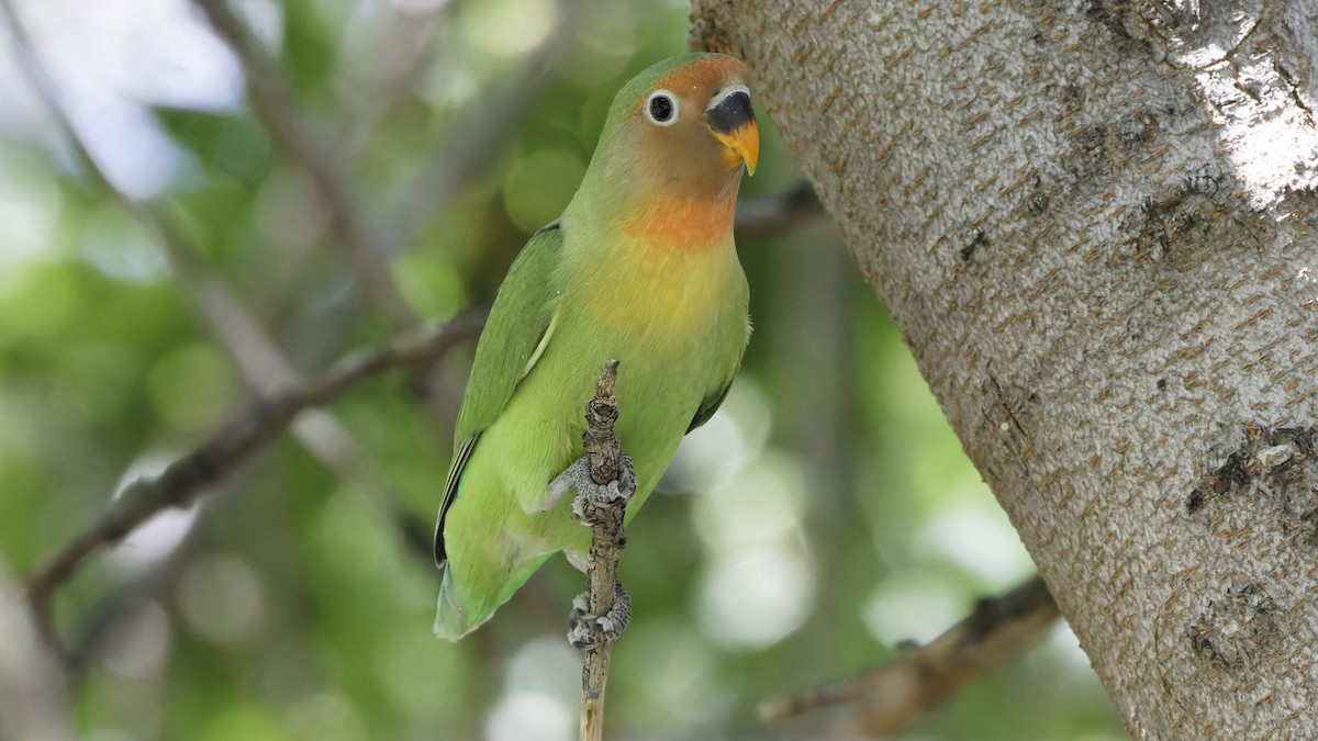 Rosy-faced Lovebird - Bob Scheidt