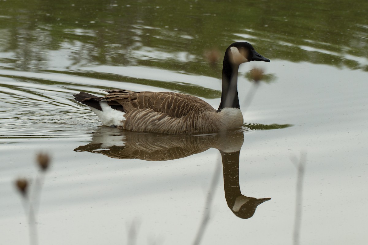 Canada Goose - Stella Tea