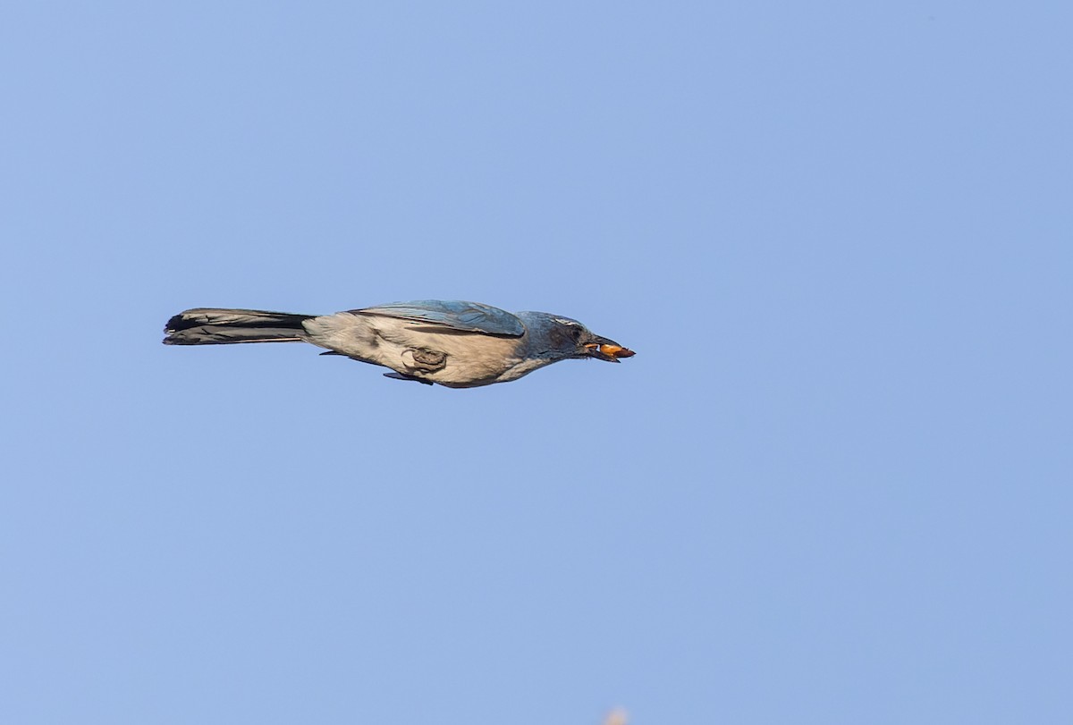 California Scrub-Jay - Ian Davies