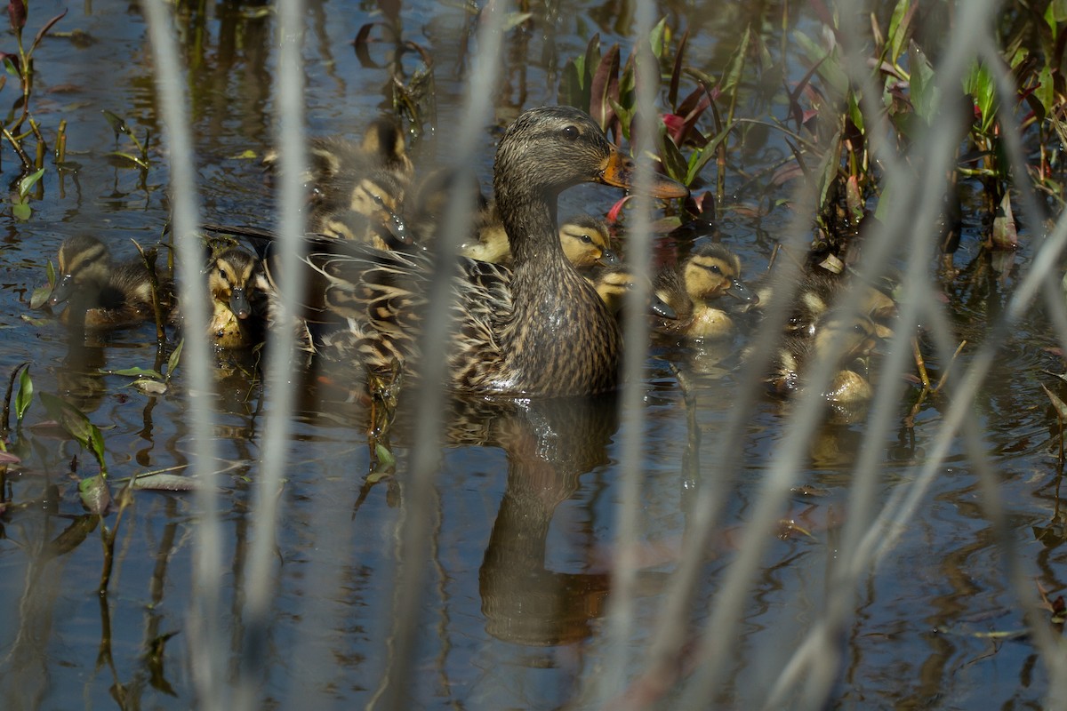 Mallard - Stella Tea