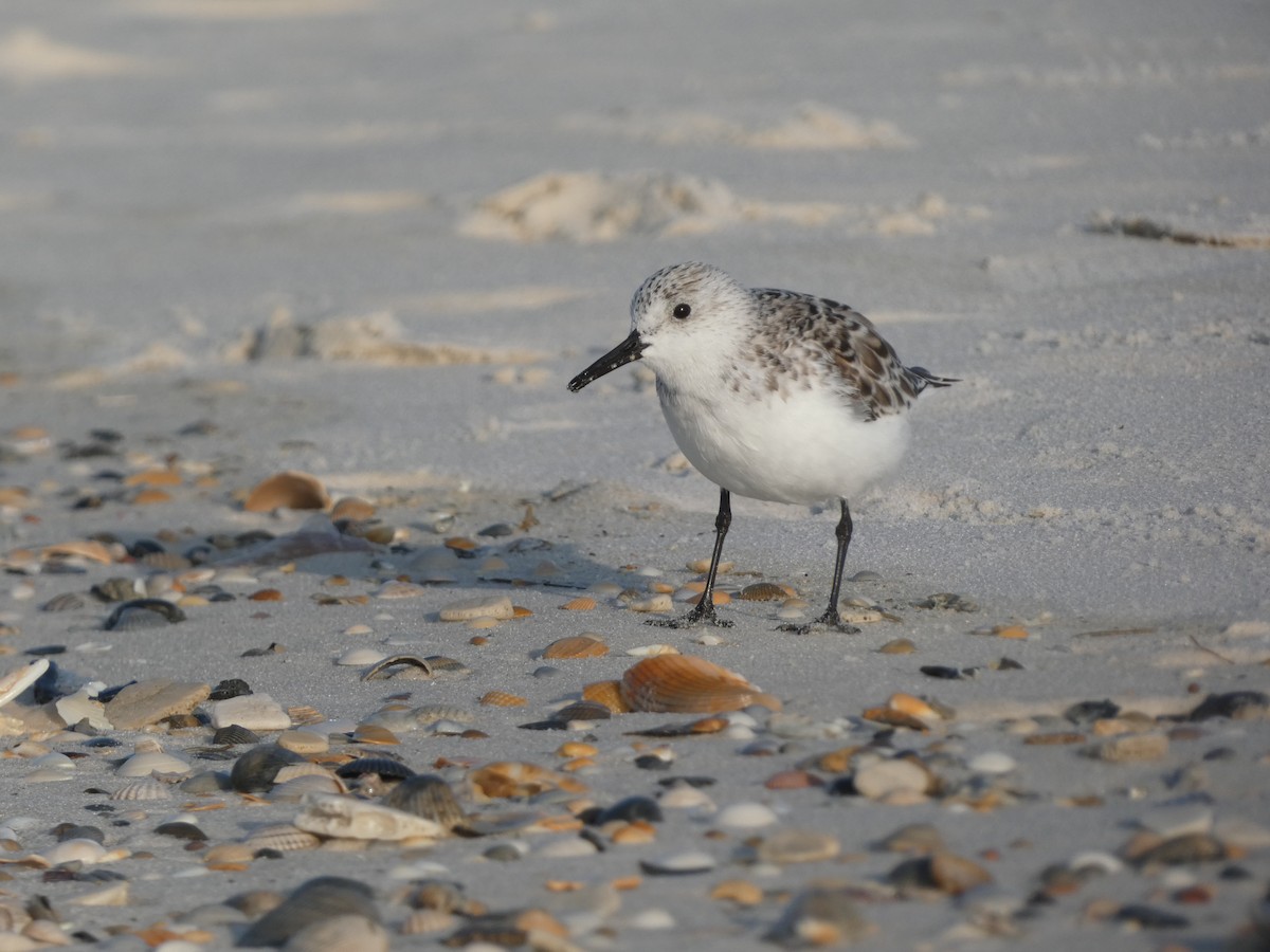 Sanderling - ML618146452