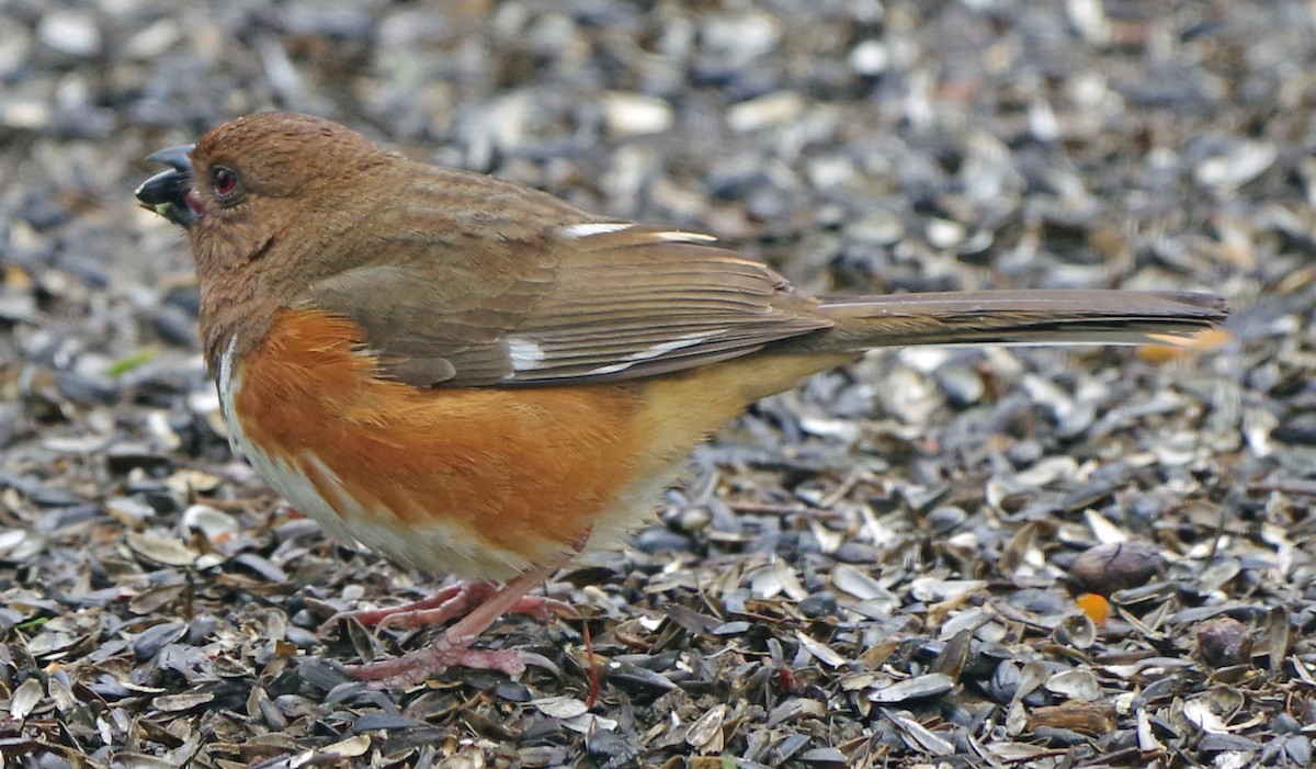 Eastern Towhee - Bill Winkler