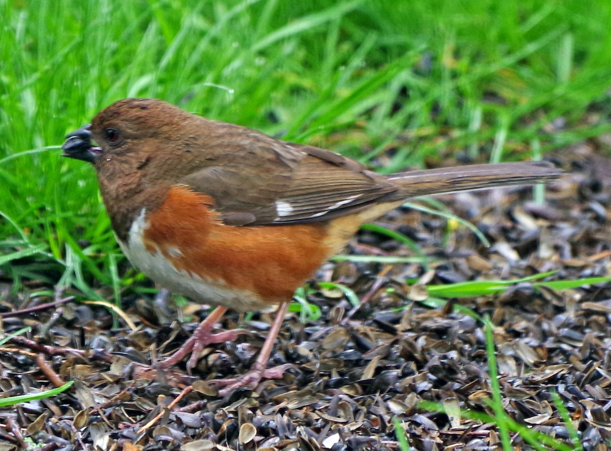 Eastern Towhee - Bill Winkler