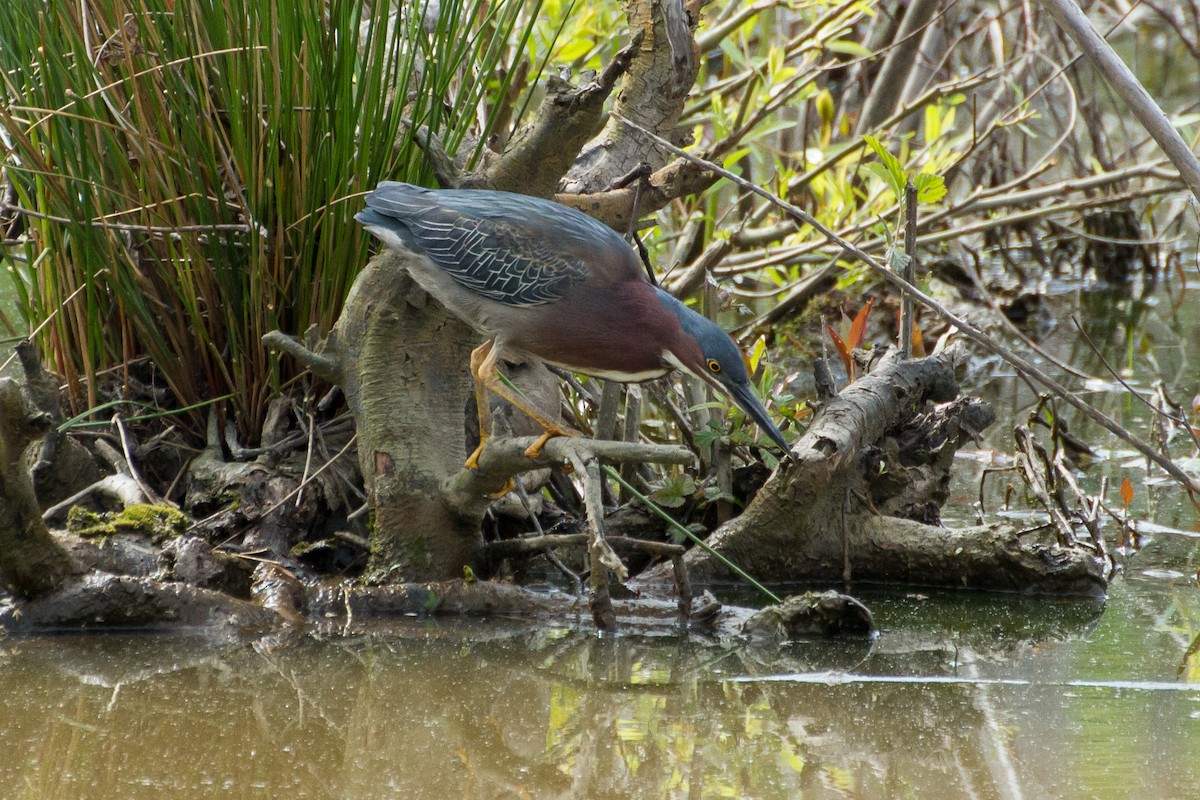 Green Heron - Stella Tea