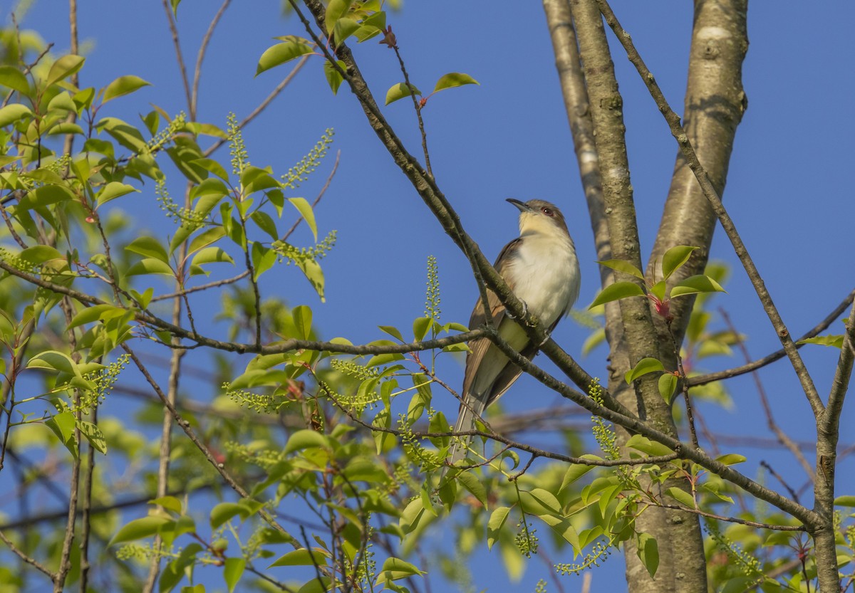 Black-billed Cuckoo - ML618146495