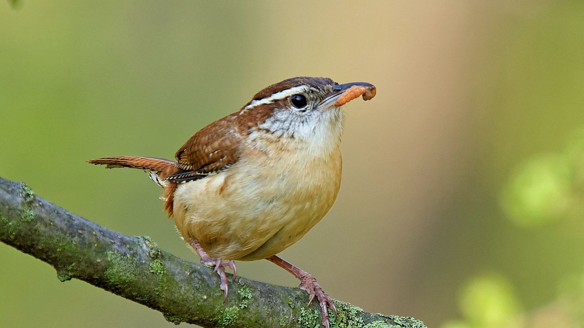 Carolina Wren - Craig Becker