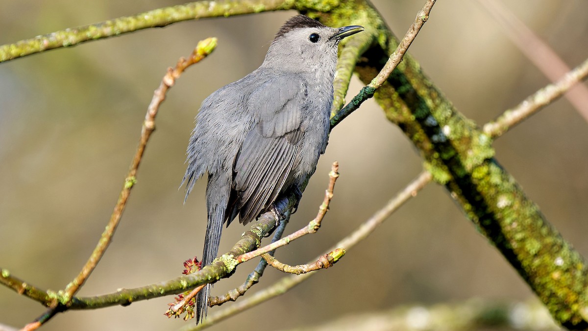 Gray Catbird - Craig Becker