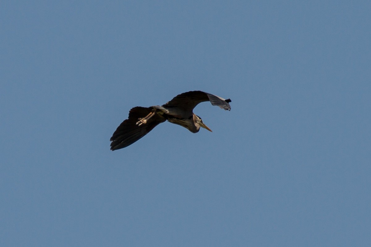 Great Blue Heron - Stella Tea