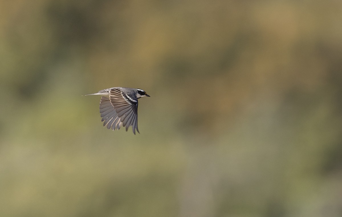 Black-throated Gray Warbler - Ian Davies