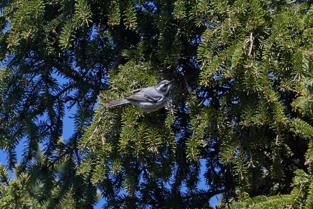 Black-throated Gray Warbler - Patrice St-Pierre