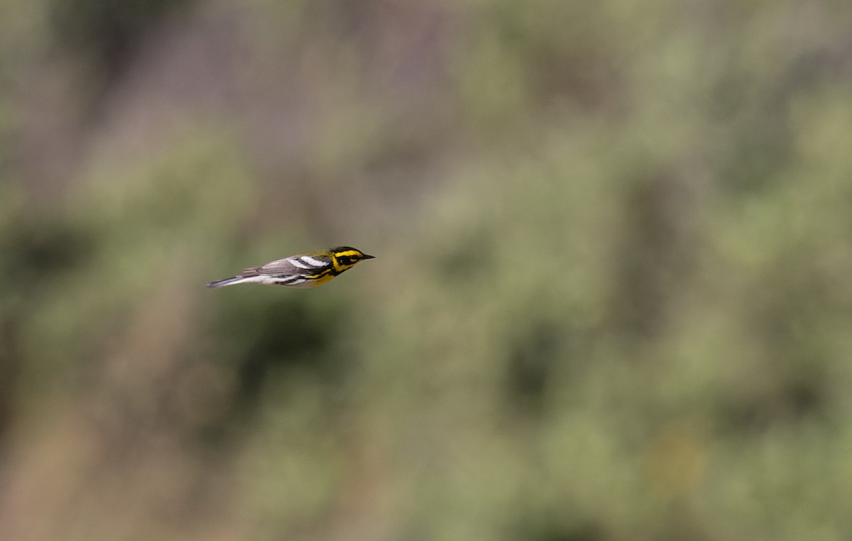 Townsend's Warbler - Ian Davies