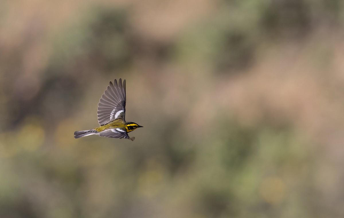 Townsend's Warbler - Ian Davies