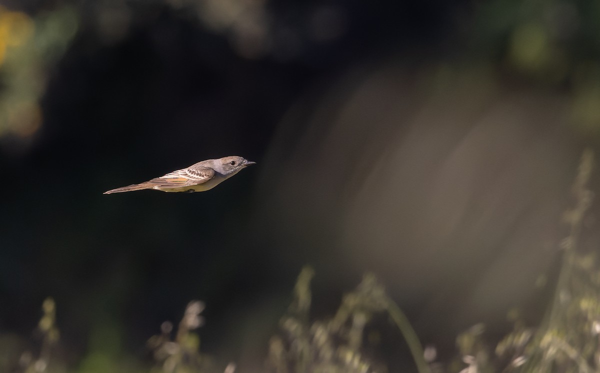 Ash-throated Flycatcher - Ian Davies