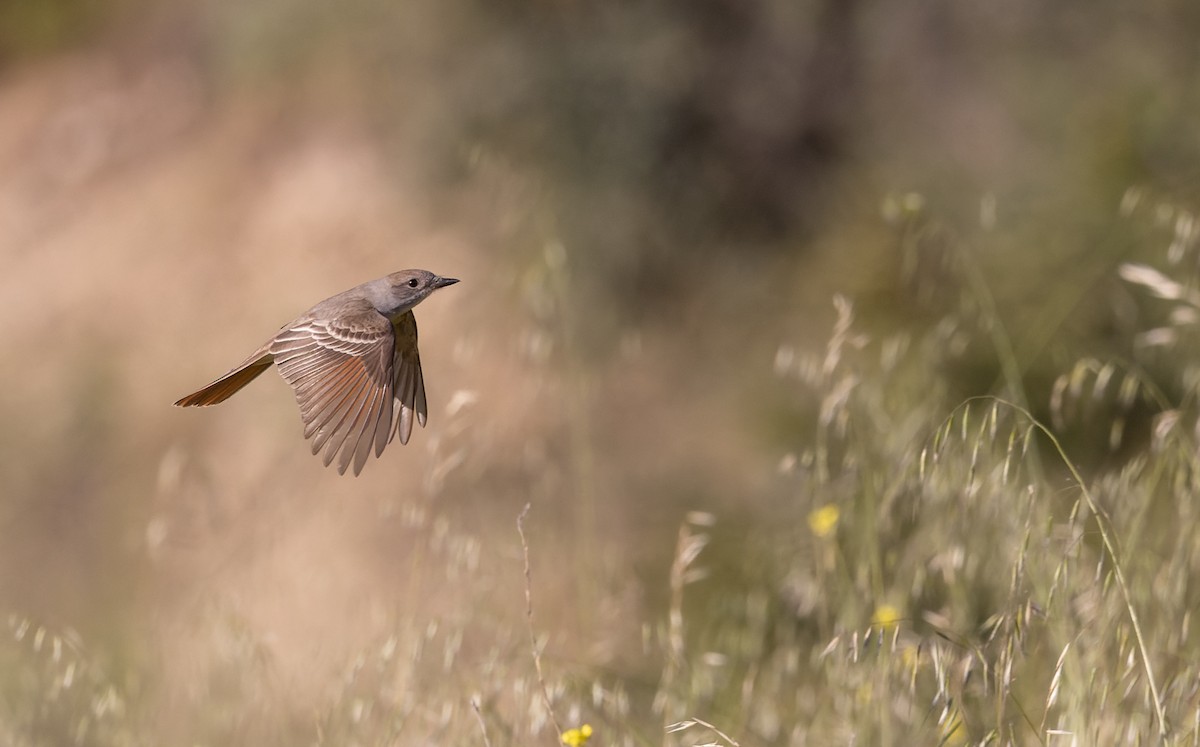 Ash-throated Flycatcher - Ian Davies