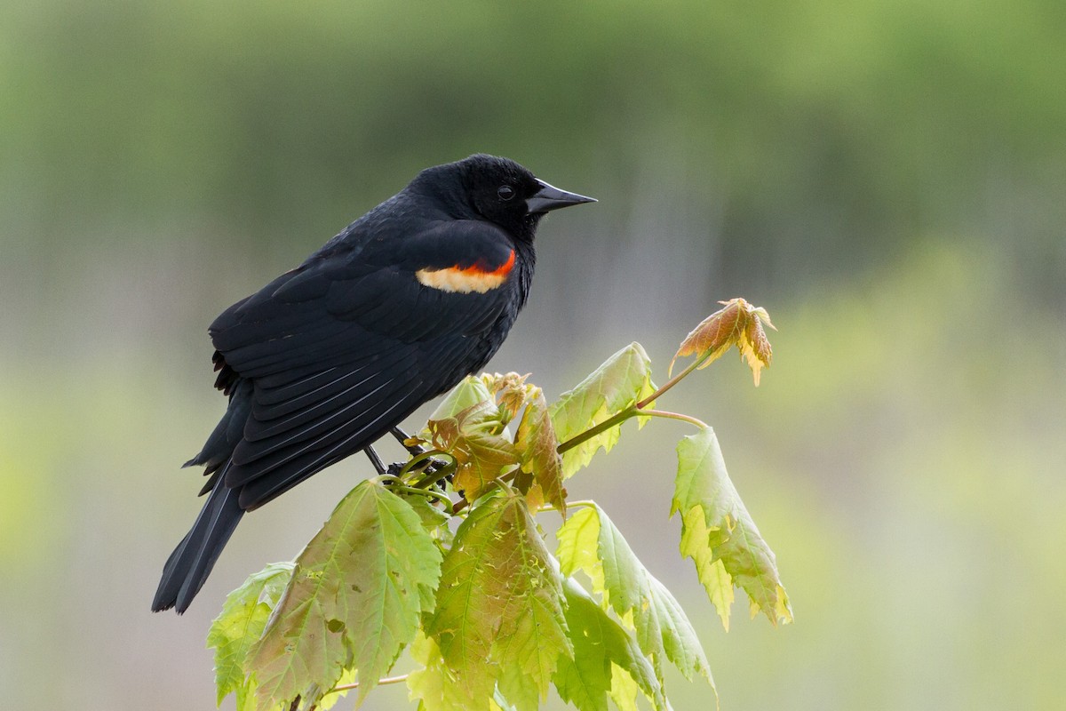 Red-winged Blackbird - Stella Tea