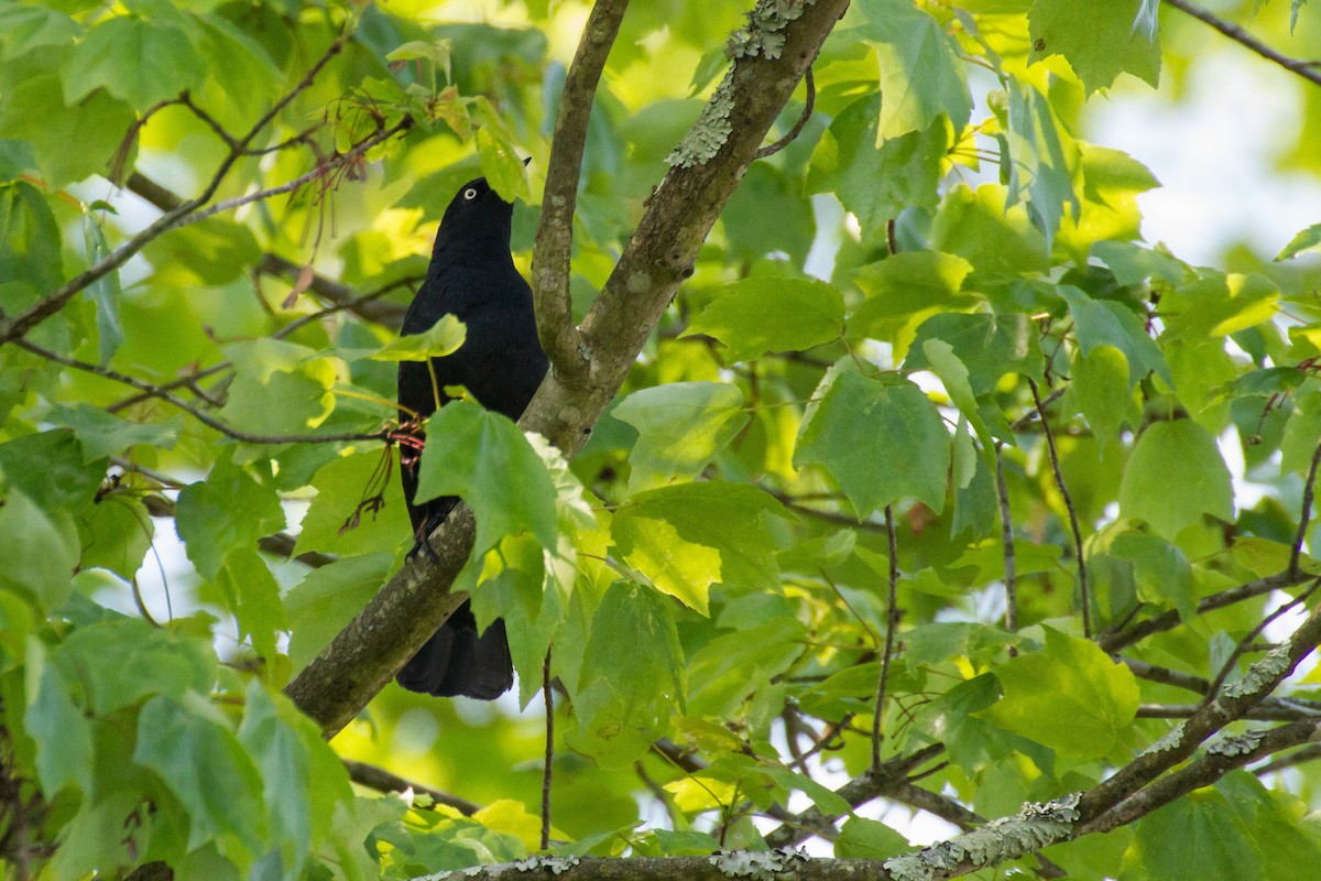 Rusty Blackbird - Stella Tea