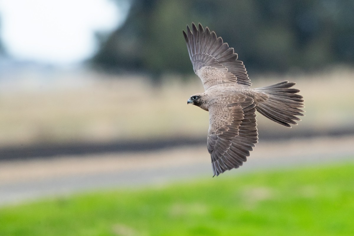 Black Falcon - Chris Murray