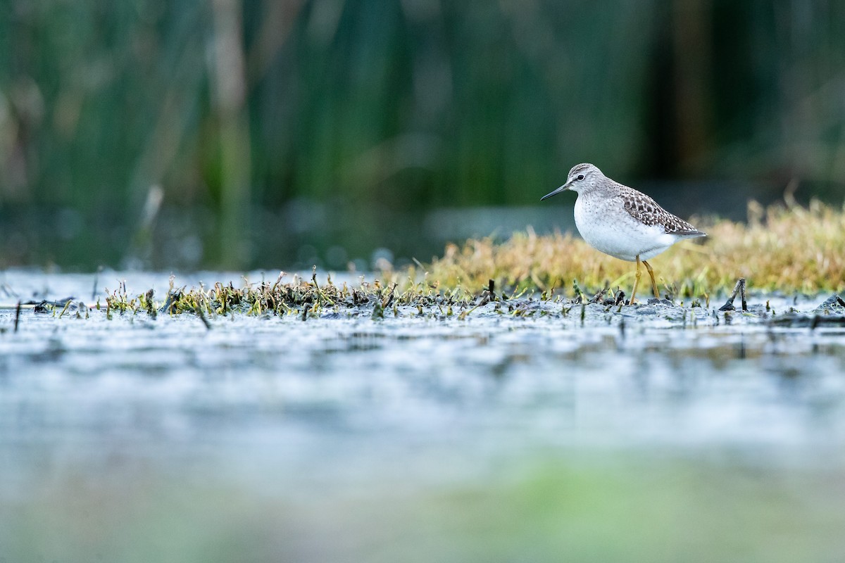 Wood Sandpiper - Chris Murray