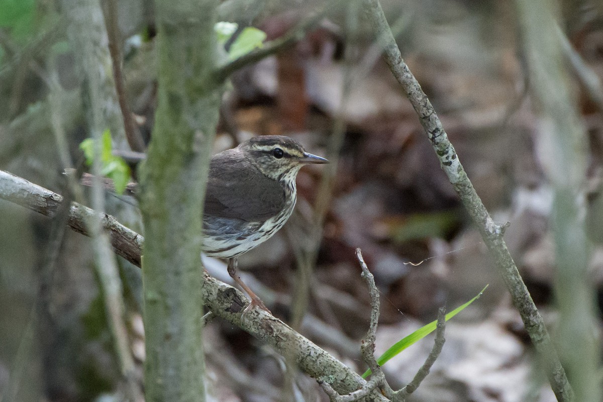 Northern Waterthrush - Stella Tea