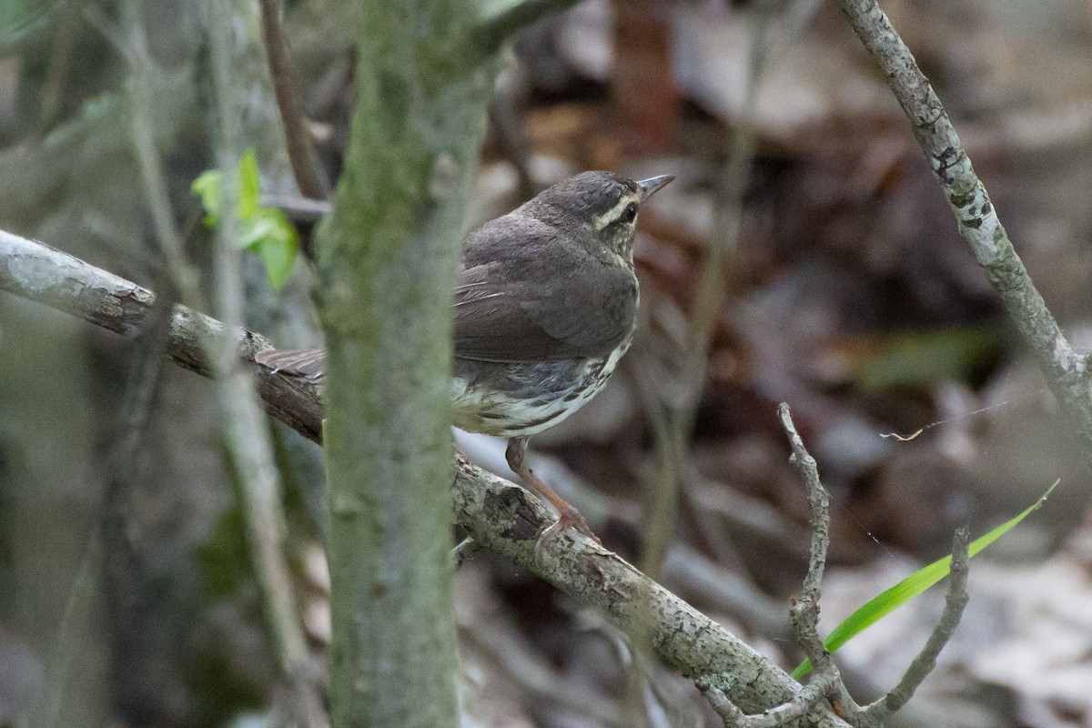 Northern Waterthrush - Stella Tea