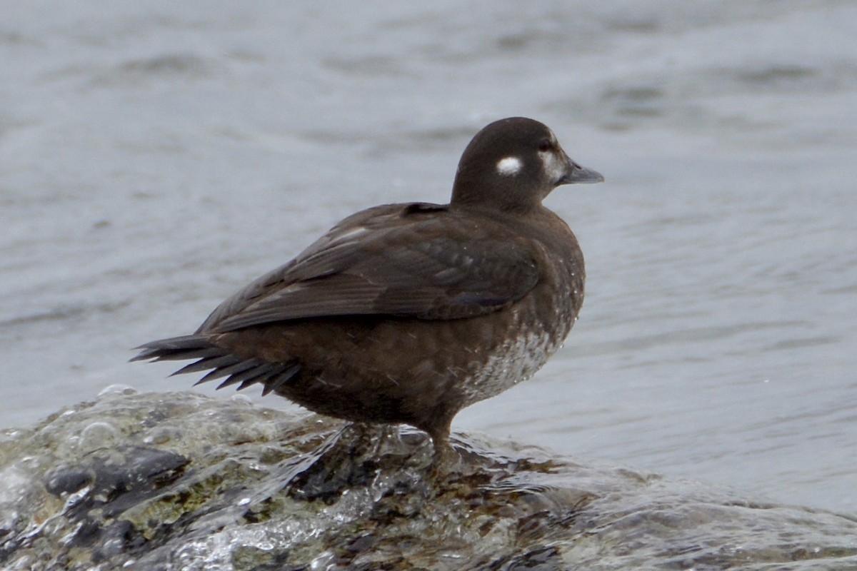 Harlequin Duck - ML618146565