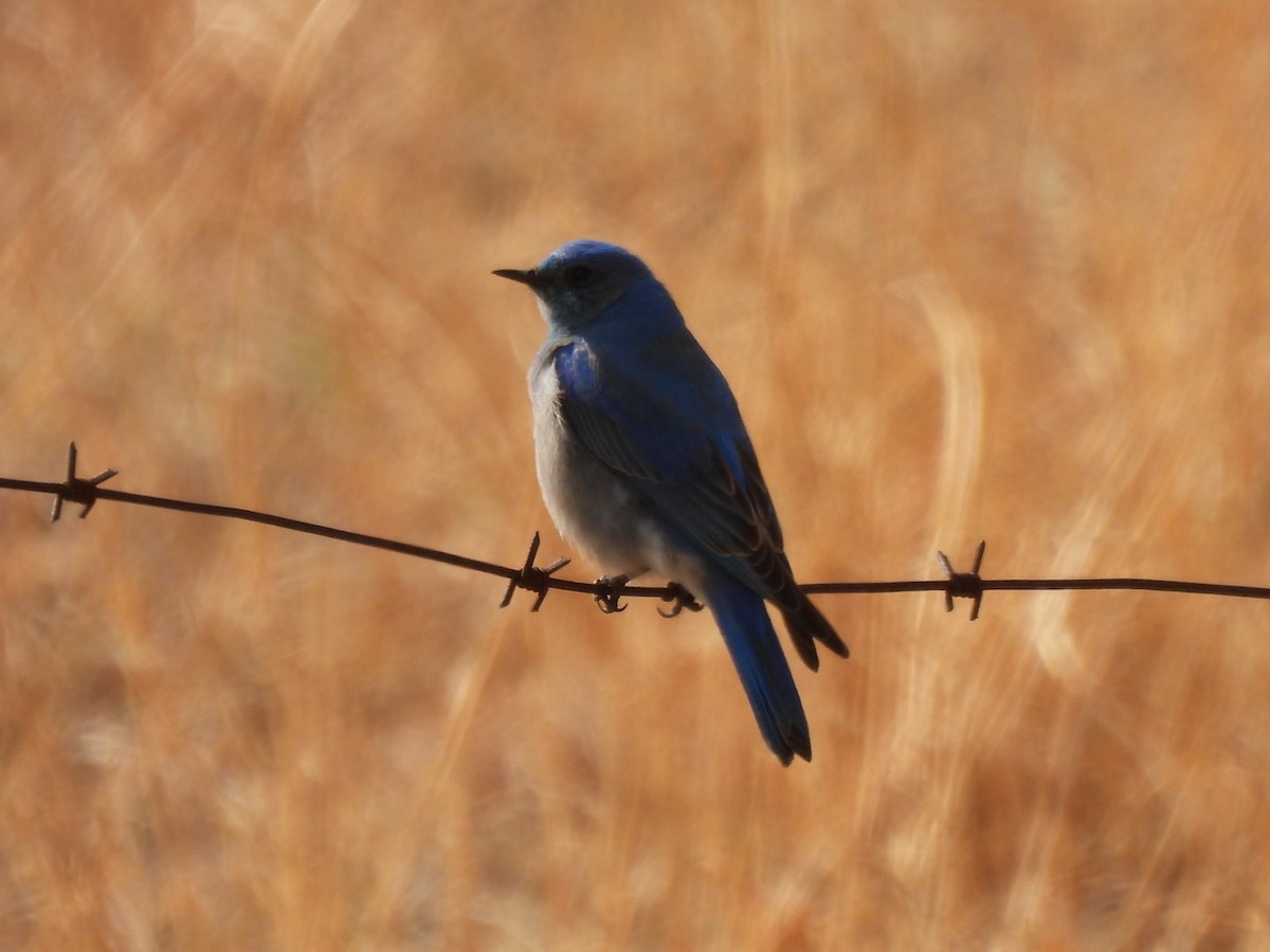 Mountain Bluebird - Kevin Field