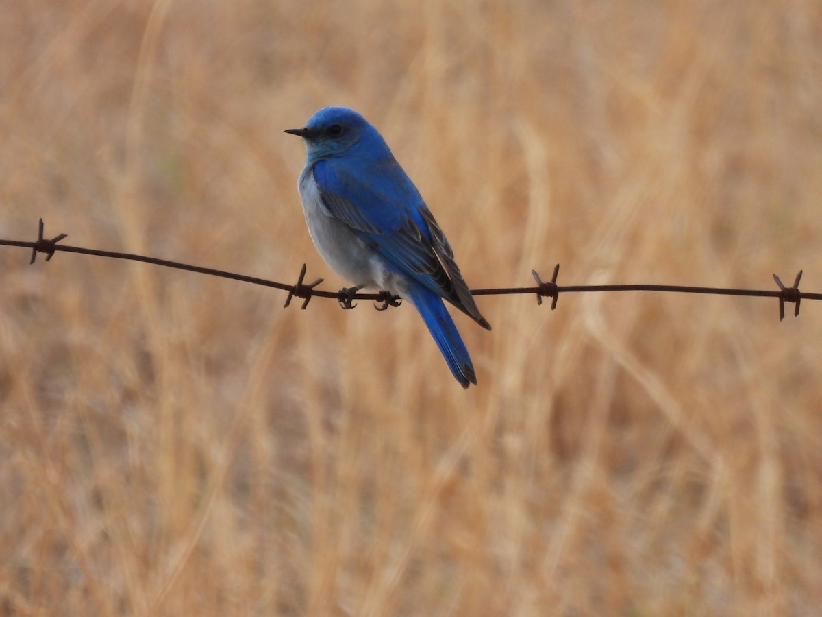 Mountain Bluebird - Kevin Field