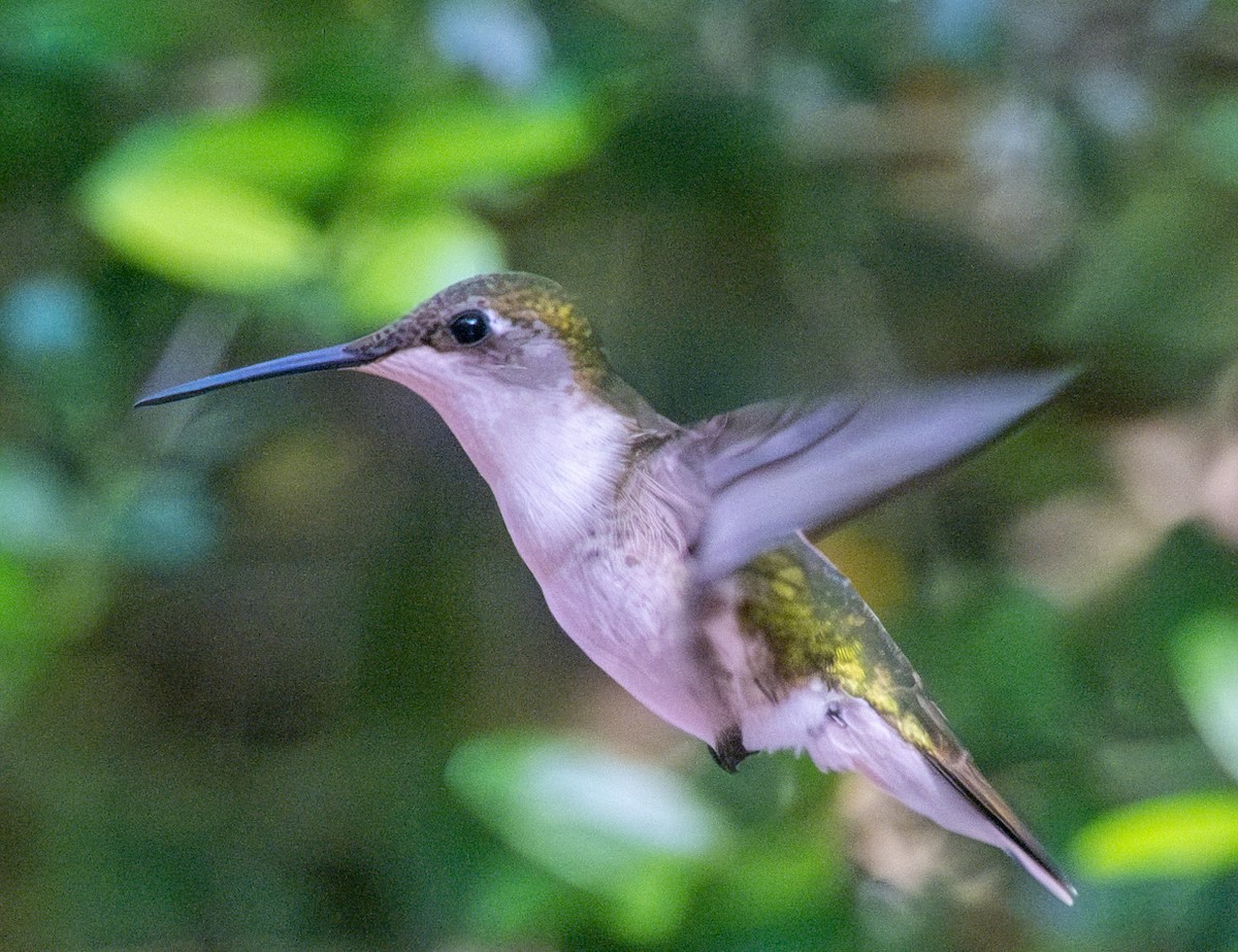 Ruby-throated Hummingbird - ML618146575