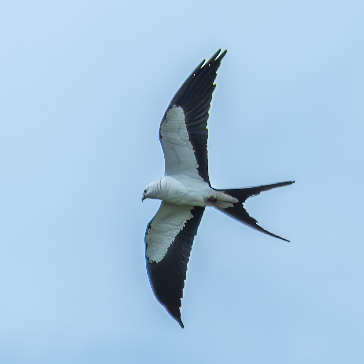 Swallow-tailed Kite - ML618146580