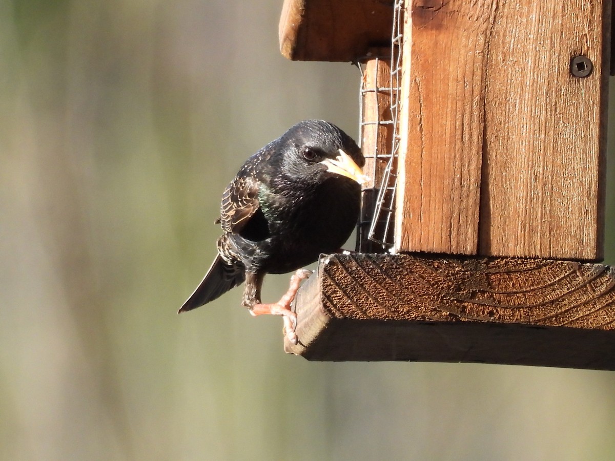 European Starling - Annik Paquet