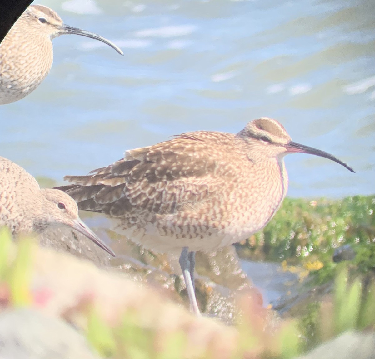 Whimbrel - Fred Werner