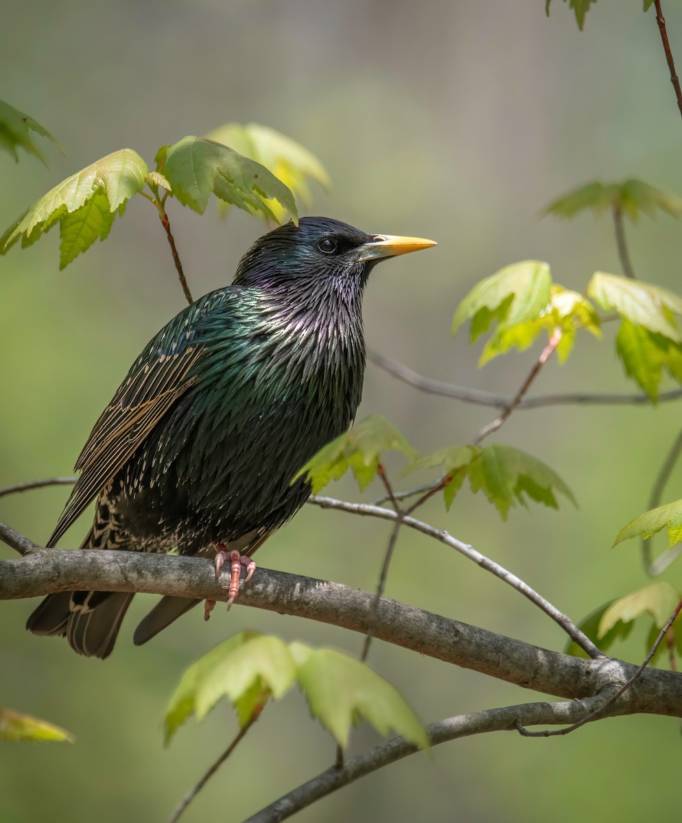 European Starling - ML618146604