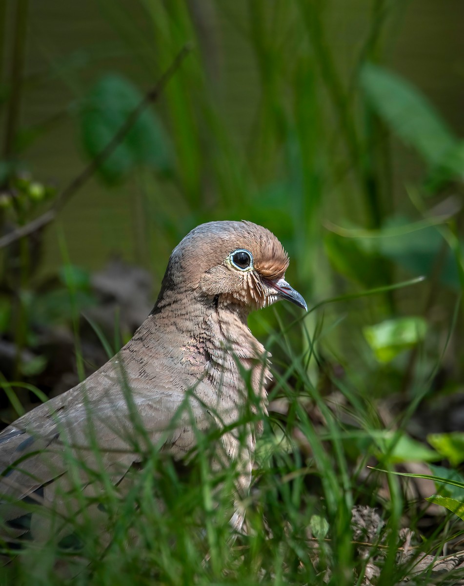 Mourning Dove - ML618146610