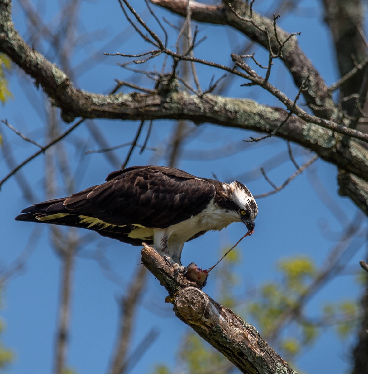 Osprey - ML618146618