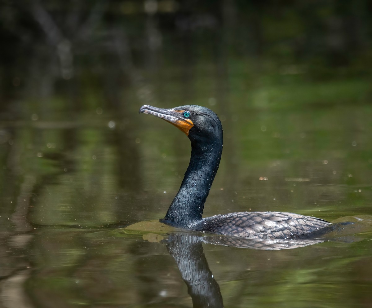 Double-crested Cormorant - ML618146621