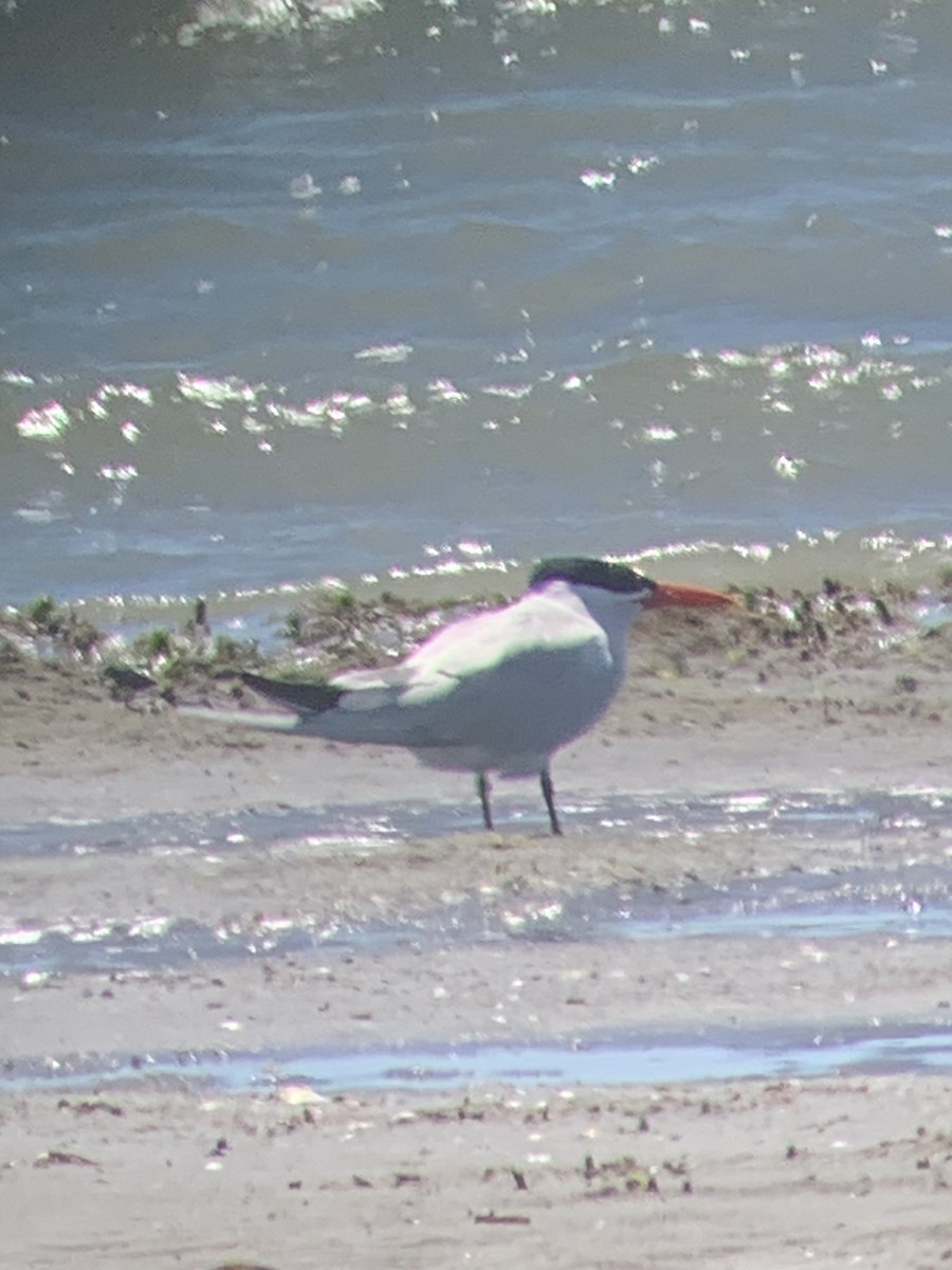 Caspian Tern - Fred Werner