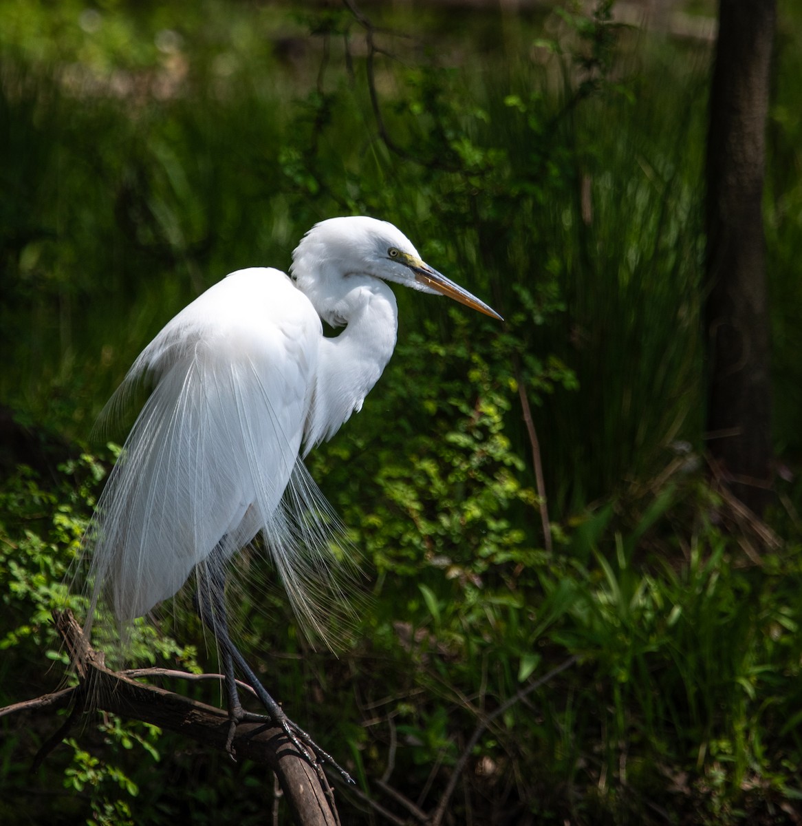 Great Egret - ML618146627