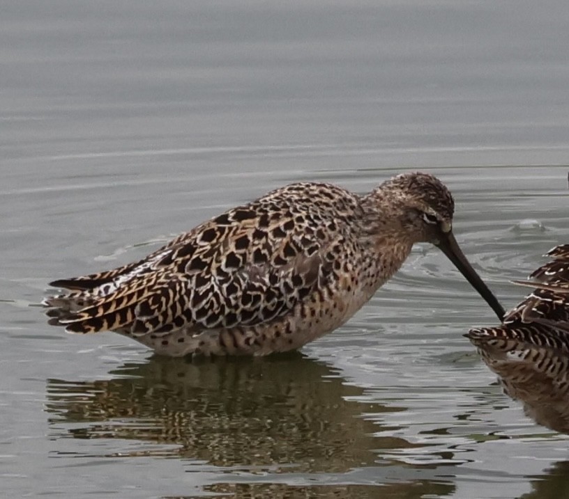 Short-billed Dowitcher - Adrian Hall