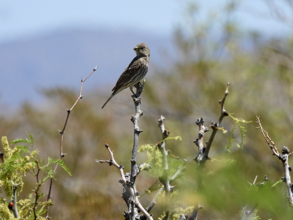 House Finch - Bev Kronisch