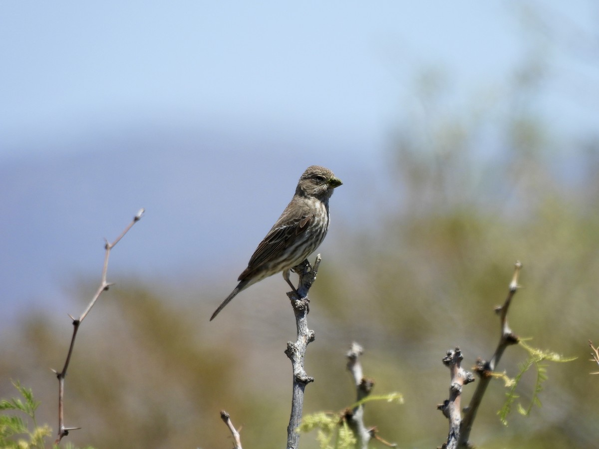 House Finch - Bev Kronisch