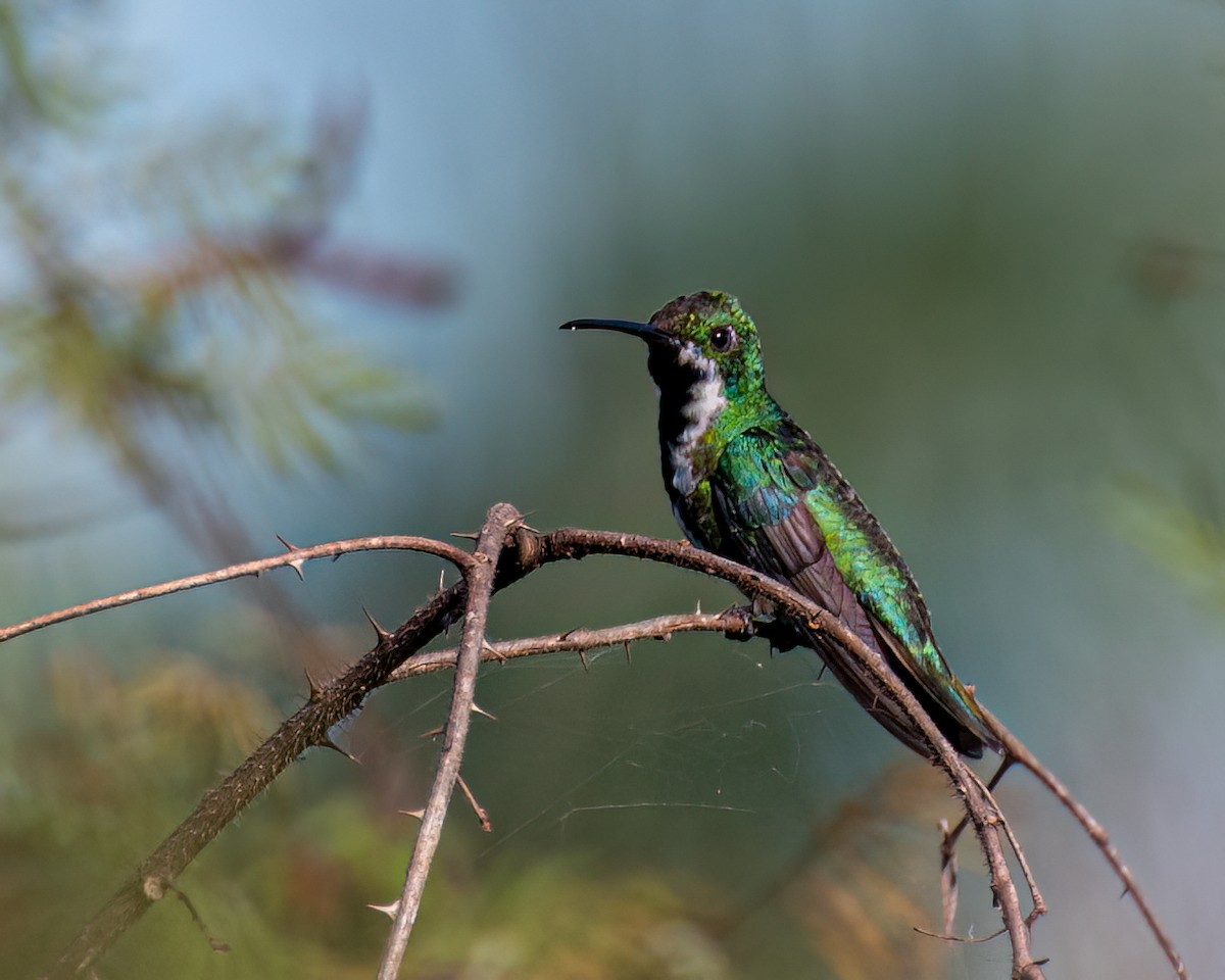 Black-throated Mango - ML618146635