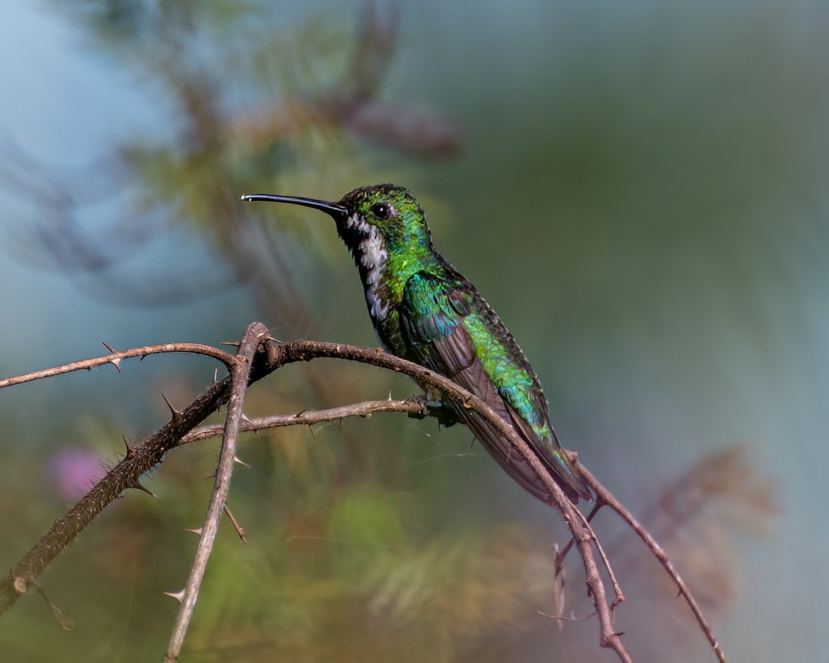 kolibřík tropický - ML618146636