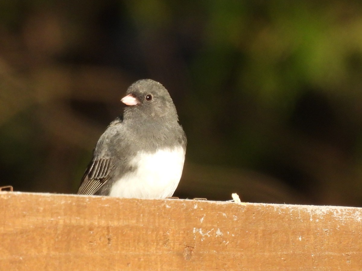 Dark-eyed Junco - Annik Paquet