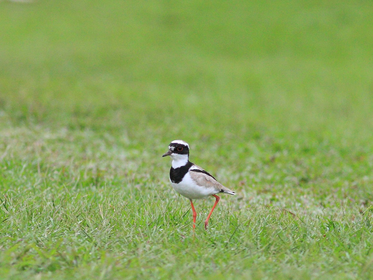 Pied Plover - ML618146642