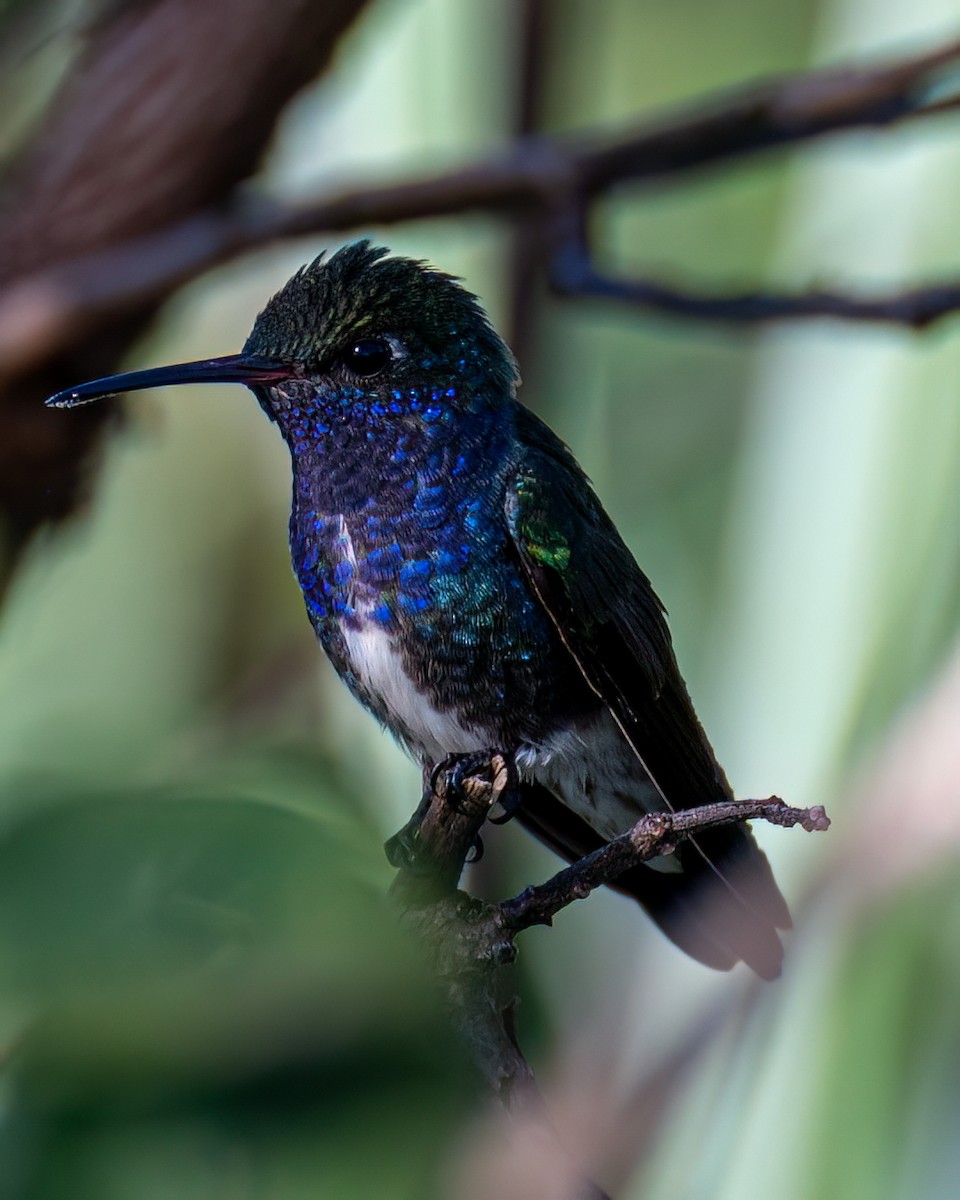 Sapphire-spangled Emerald - Victor Pássaro